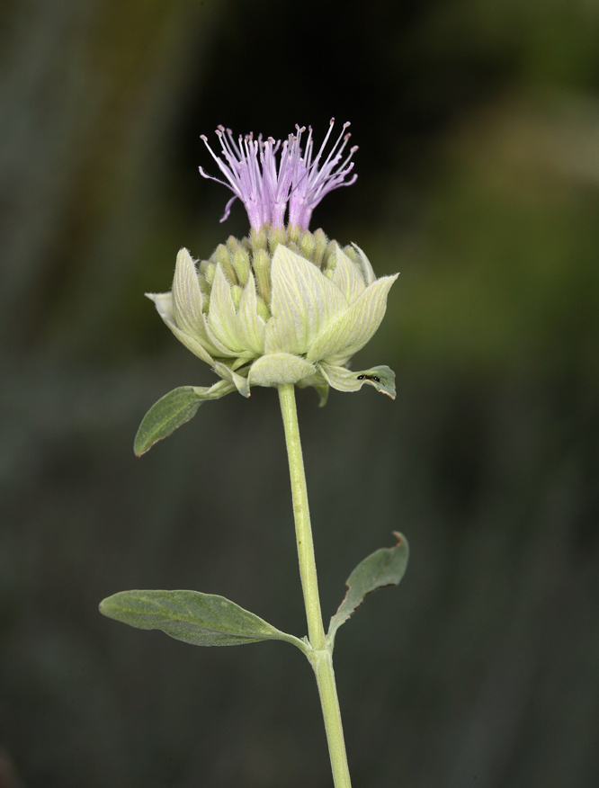 Monardella odoratissima subsp. glauca (Greene) Epling的圖片