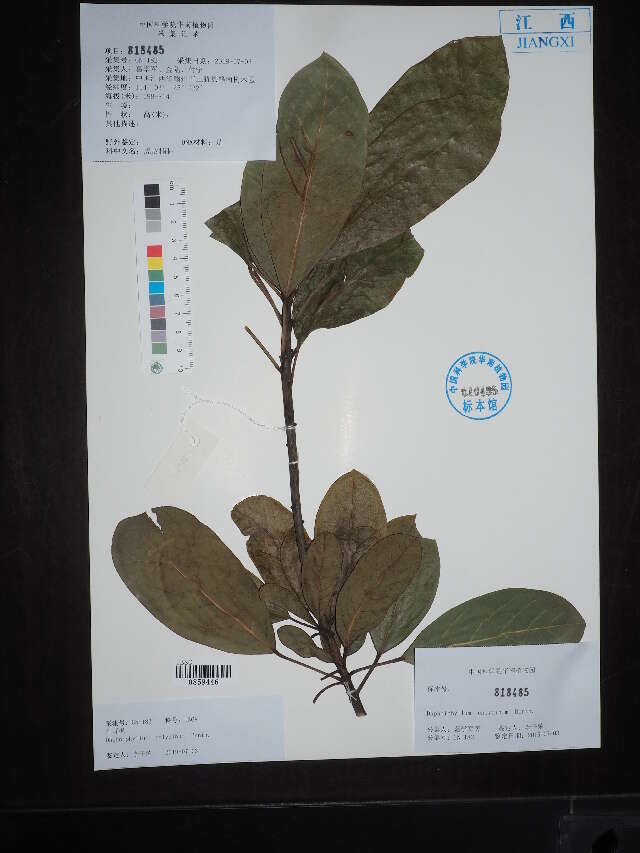 Daphniphyllaceae resmi