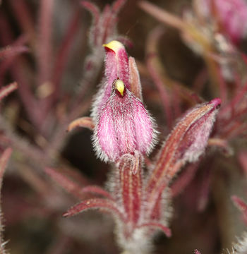 Image of Heller's bird's-beak