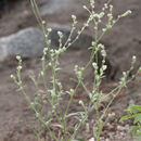 Image de <i>Cryptantha muricata</i> var. <i>denticulata</i>