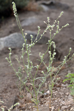 Image of <i>Cryptantha muricata</i> var. <i>denticulata</i>