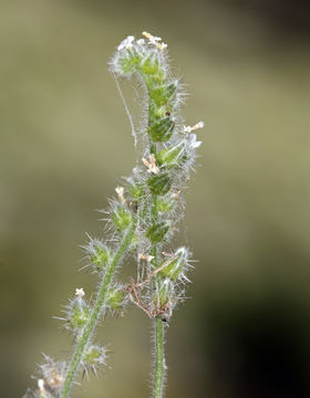 Image of <i>Cryptantha muricata</i> var. <i>denticulata</i>