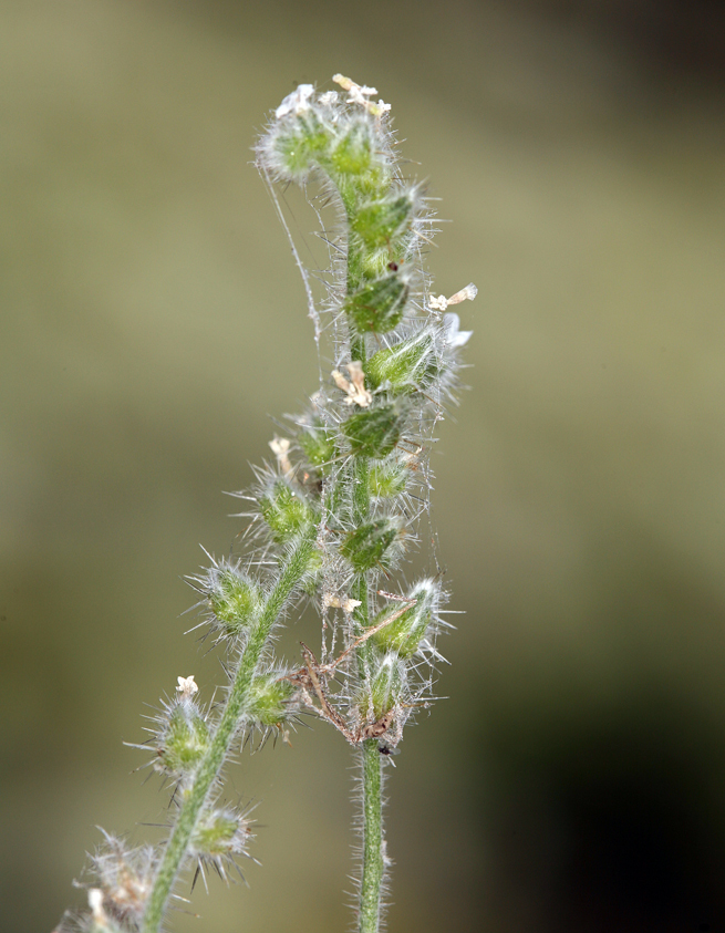 Plancia ëd <i>Cryptantha muricata</i> var. <i>denticulata</i>