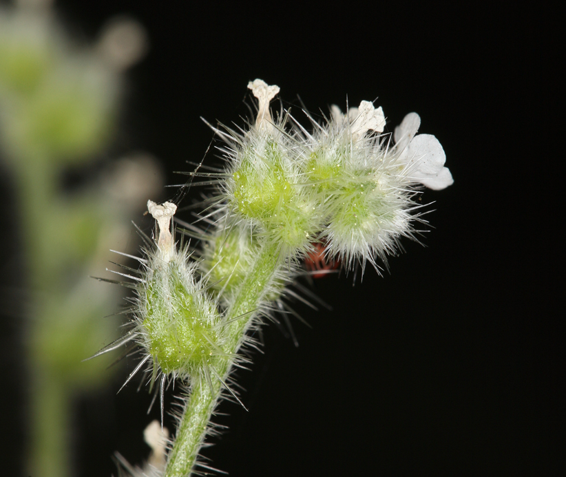 Plancia ëd <i>Cryptantha muricata</i> var. <i>denticulata</i>