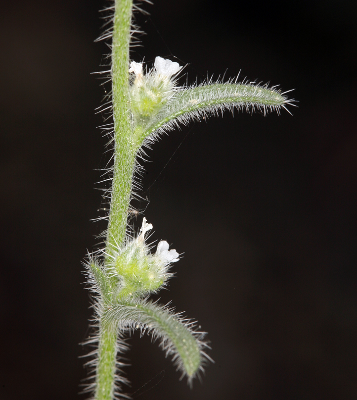 Plancia ëd <i>Cryptantha muricata</i> var. <i>denticulata</i>