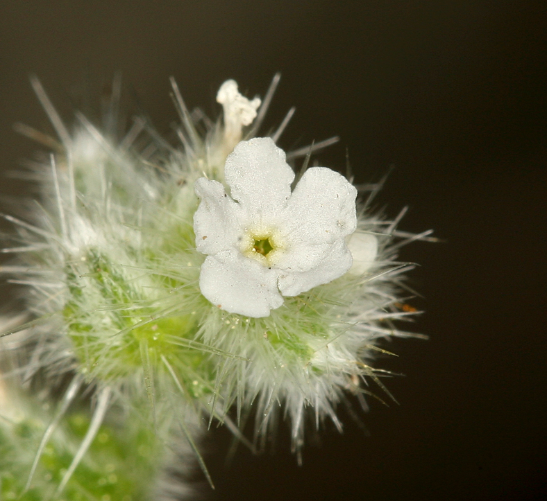 Plancia ëd <i>Cryptantha muricata</i> var. <i>denticulata</i>