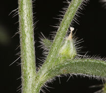 Plancia ëd <i>Cryptantha muricata</i> var. <i>denticulata</i>