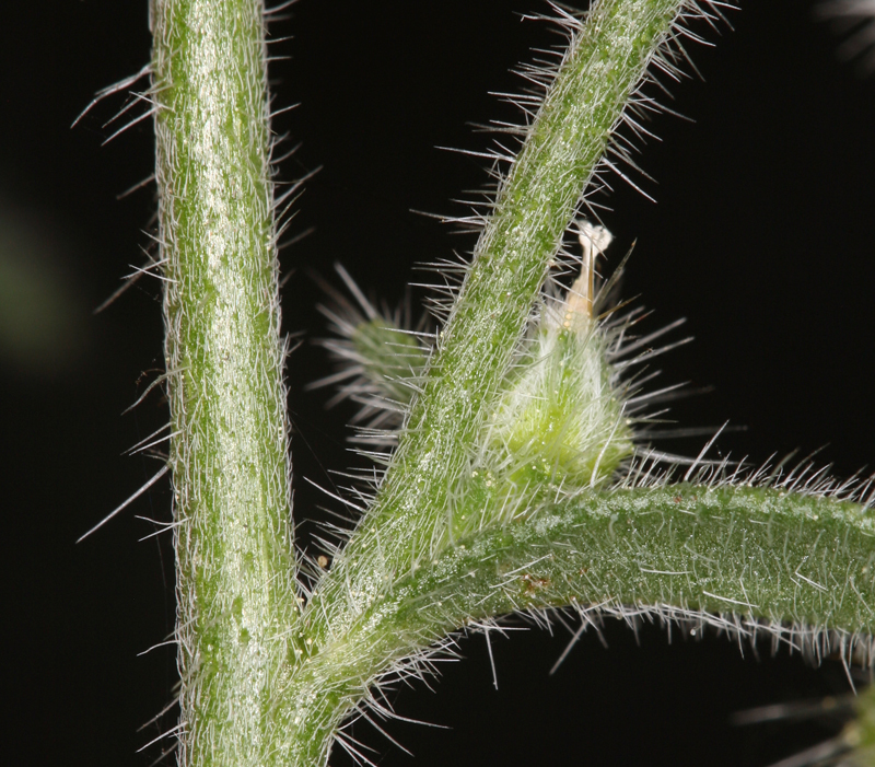 Plancia ëd <i>Cryptantha muricata</i> var. <i>denticulata</i>