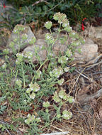 Image of branching phacelia