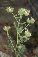 Image of branching phacelia