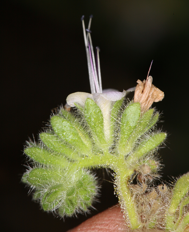 Image of branching phacelia