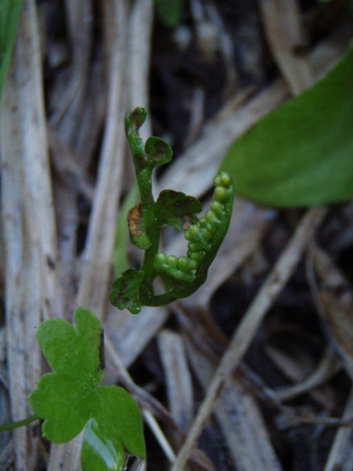 Image of crenulate moonwort