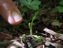 Image of crenulate moonwort