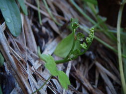 Image of crenulate moonwort