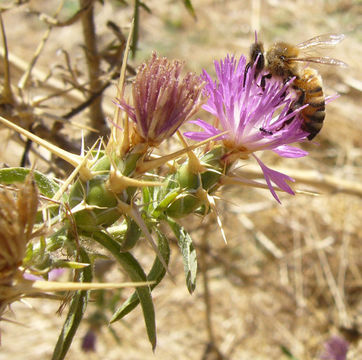 Image of red star-thistle