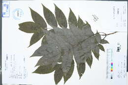 Image of Platycarya
