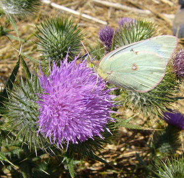 Image of Spear Thistle