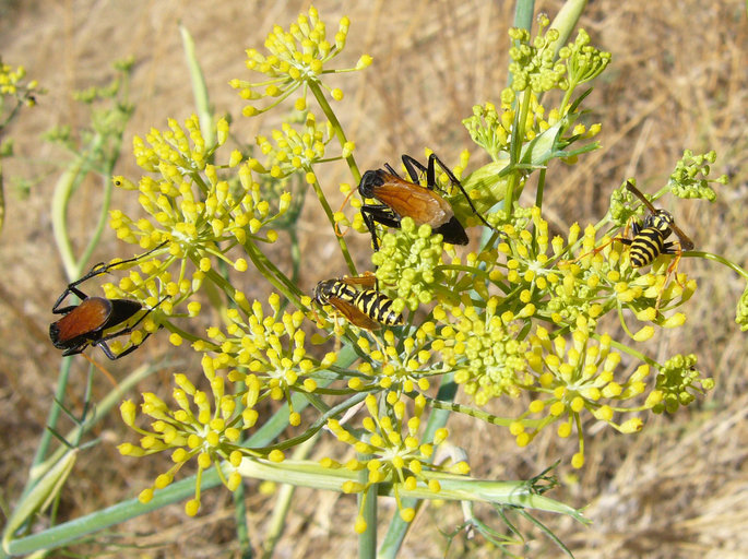 Image of sweet fennel