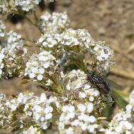 Image of broadleaved pepperweed