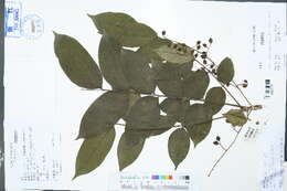 Image de Toxicodendron