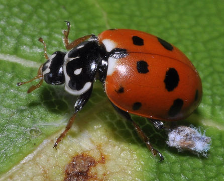 Image of <i>Trioza alacris</i>