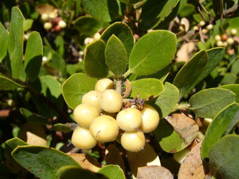 Image de <i>Arctostaphylos tomentosa</i> ssp. <i>subcordata</i>