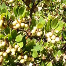 Image de <i>Arctostaphylos tomentosa</i> ssp. <i>subcordata</i>