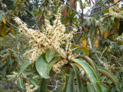 Image of giant chinquapin