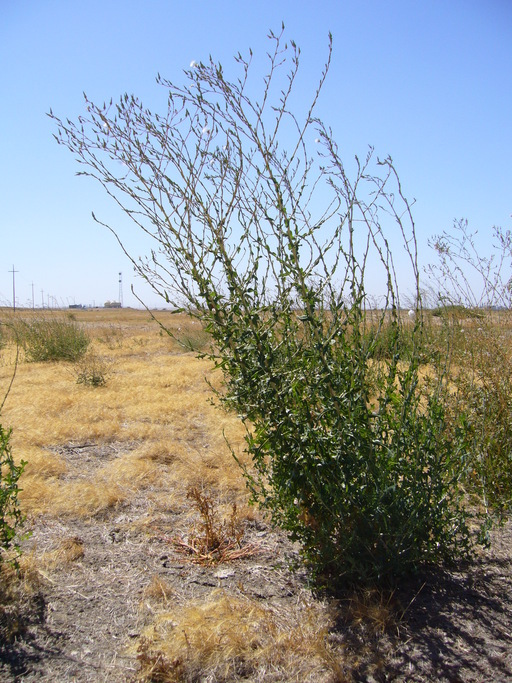 Image of prickly lettuce