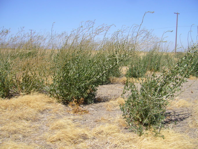 Image of prickly lettuce