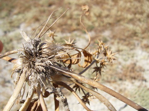 Image of California damsonium