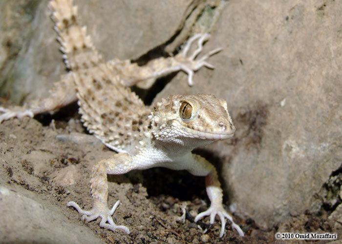 Слика од Tenuidactylus caspius caspius (Eichwald 1831)