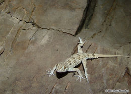 Image of Tenuidactylus caspius caspius (Eichwald 1831)