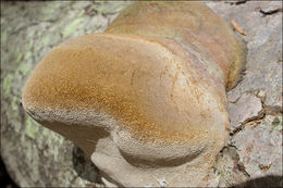 Image of Phellinus hartigii (Allesch. & Schnabl) Pat. 1903