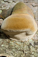 Image of Phellinus hartigii (Allesch. & Schnabl) Pat. 1903