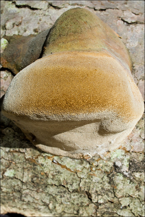 Image de Phellinus hartigii (Allesch. & Schnabl) Pat. 1903