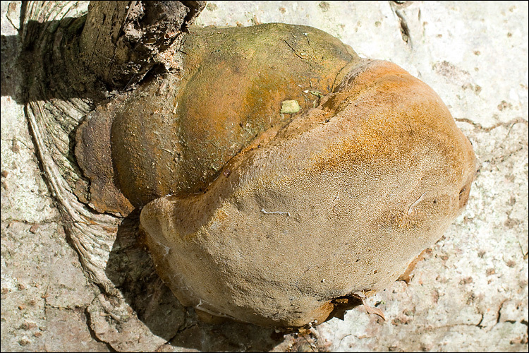 Image of Phellinus hartigii (Allesch. & Schnabl) Pat. 1903