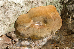 Image de Phellinus hartigii (Allesch. & Schnabl) Pat. 1903