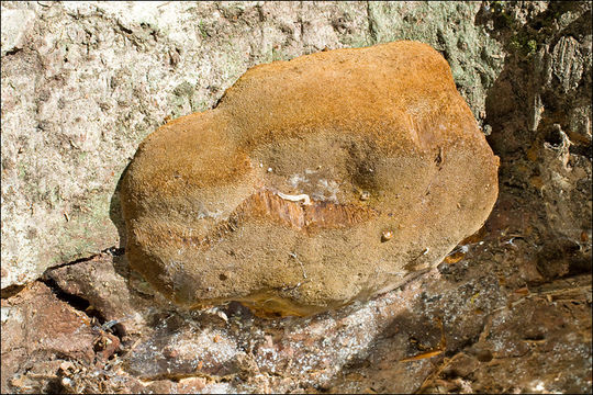 Image of Phellinus hartigii (Allesch. & Schnabl) Pat. 1903