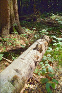 Image of Phellinus hartigii (Allesch. & Schnabl) Pat. 1903