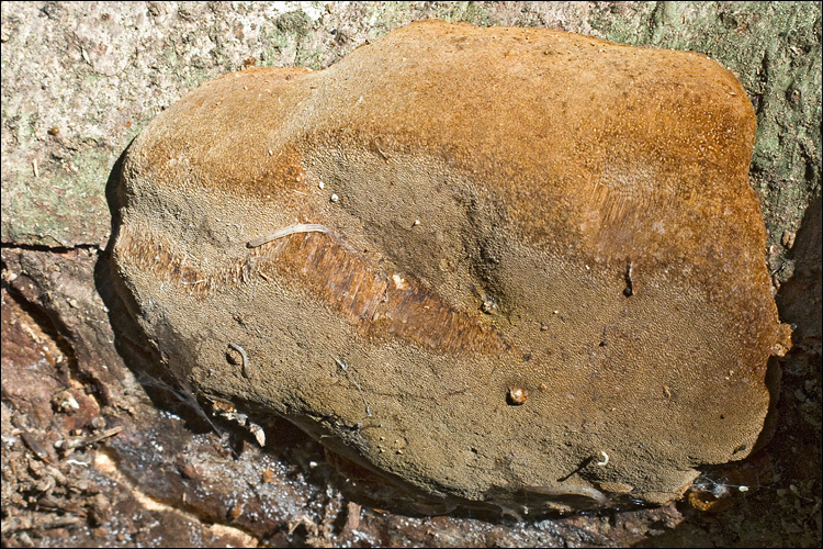 Image of Phellinus hartigii (Allesch. & Schnabl) Pat. 1903