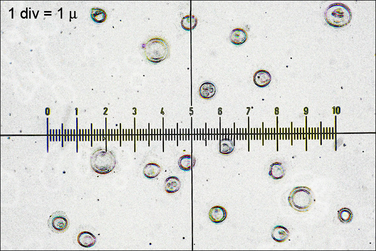 Image of Phellinus hartigii (Allesch. & Schnabl) Pat. 1903