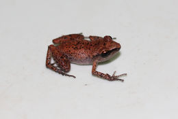 Image of Rio Grande Chirping Frog