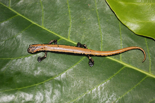 Image of Broadfoot Mushroomtongue Salamander