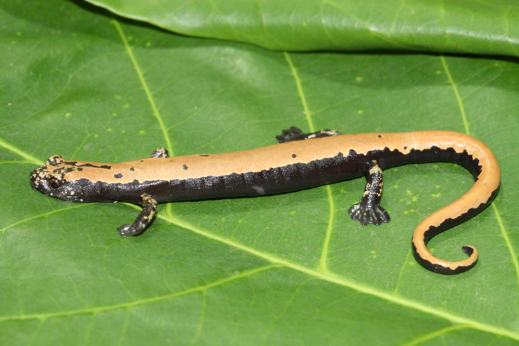 Image of Broadfoot Mushroomtongue Salamander