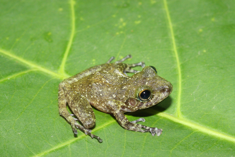 Image of Craugastor spatulatus (Smith 1939)