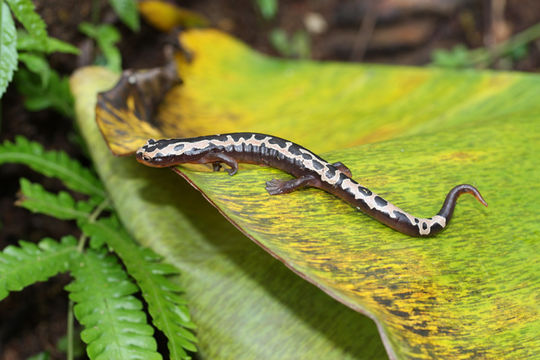 Image of Bolitoglossa flaviventris (Schmidt 1936)