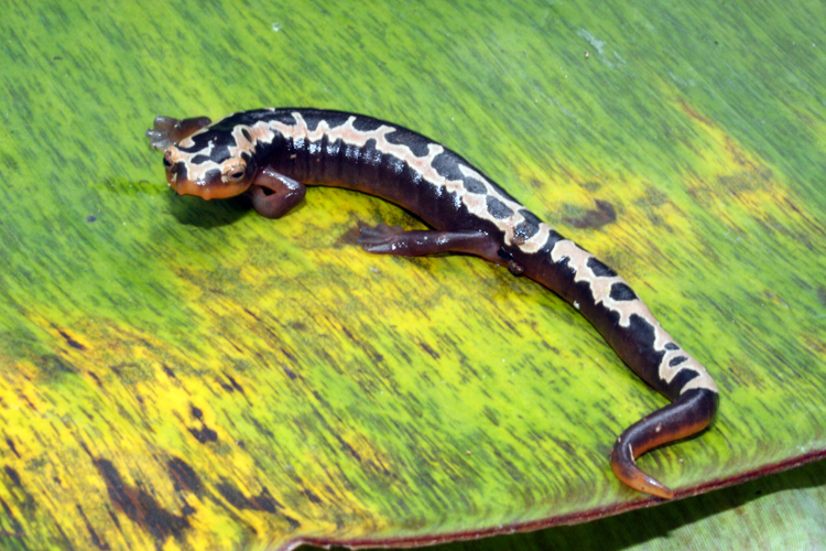 Image of Bolitoglossa flaviventris (Schmidt 1936)