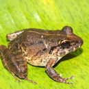 Image of Craugastor rupinius (Campbell & Savage 2000)