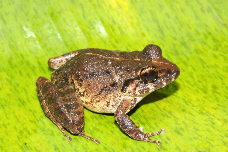 Image of Craugastor rupinius (Campbell & Savage 2000)